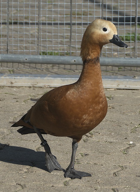 使用是否公